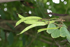 Bauhinia purpurea